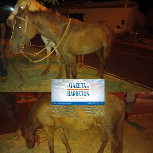 BARRETOS: Indivíduos são detidos com cavalos que dono afirma terem sido furtados furtados