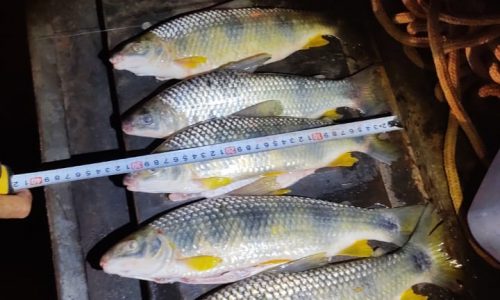 Pescadores são multados após pescarem peixes de tamanho inferior ao permitido